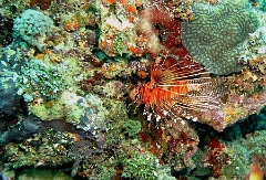 IMG_0271rc_Maldives_Madoogali_Laffe cornu ou poisson diale ou pterois a antennes - Pterois antennata